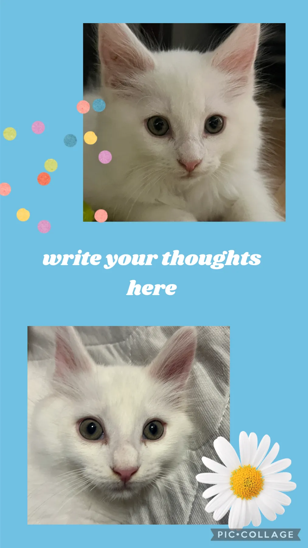 【子猫】メインクーン