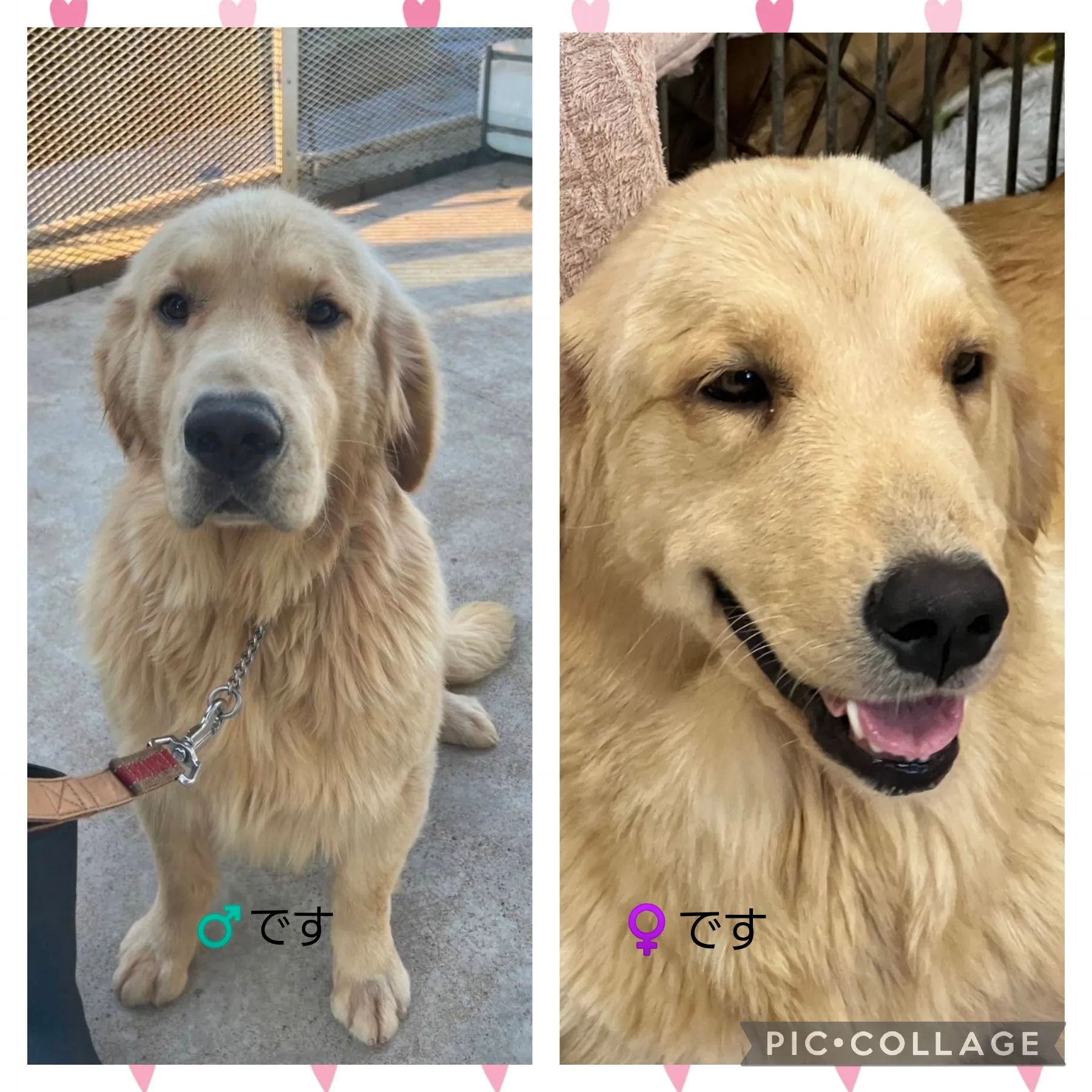 【里親】ゴールデンレトリバー
