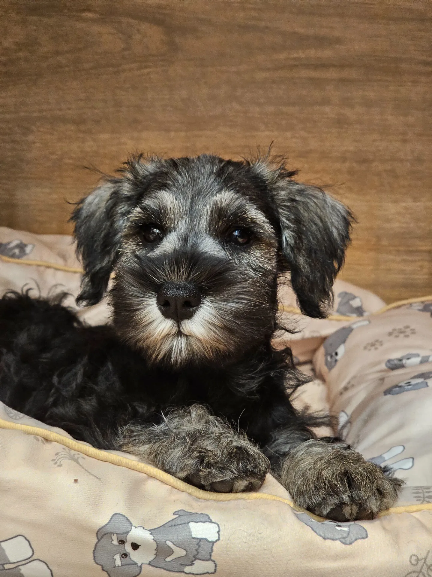 【子犬】ミニチュアシュナウザー