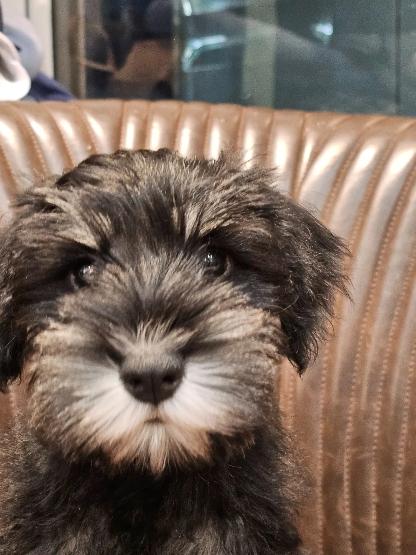 【子犬】ミニチュアシュナウザー