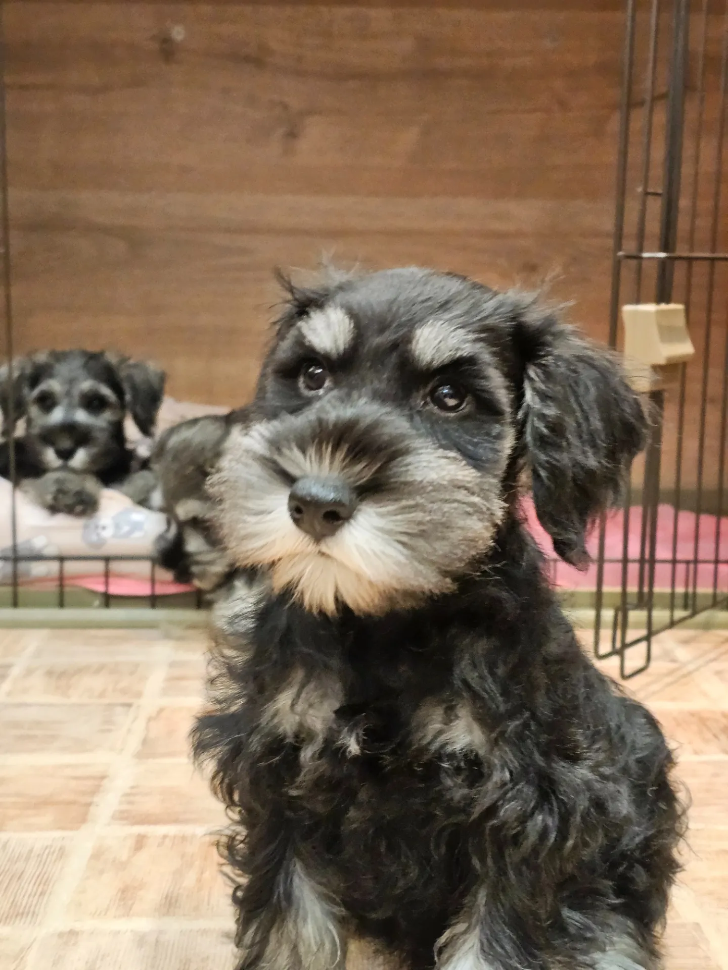 【子犬】ミニチュアシュナウザー