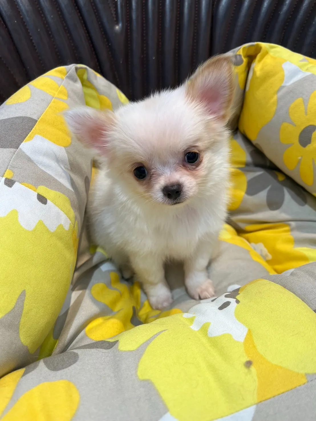 【チワワ】ロングコートチワワ