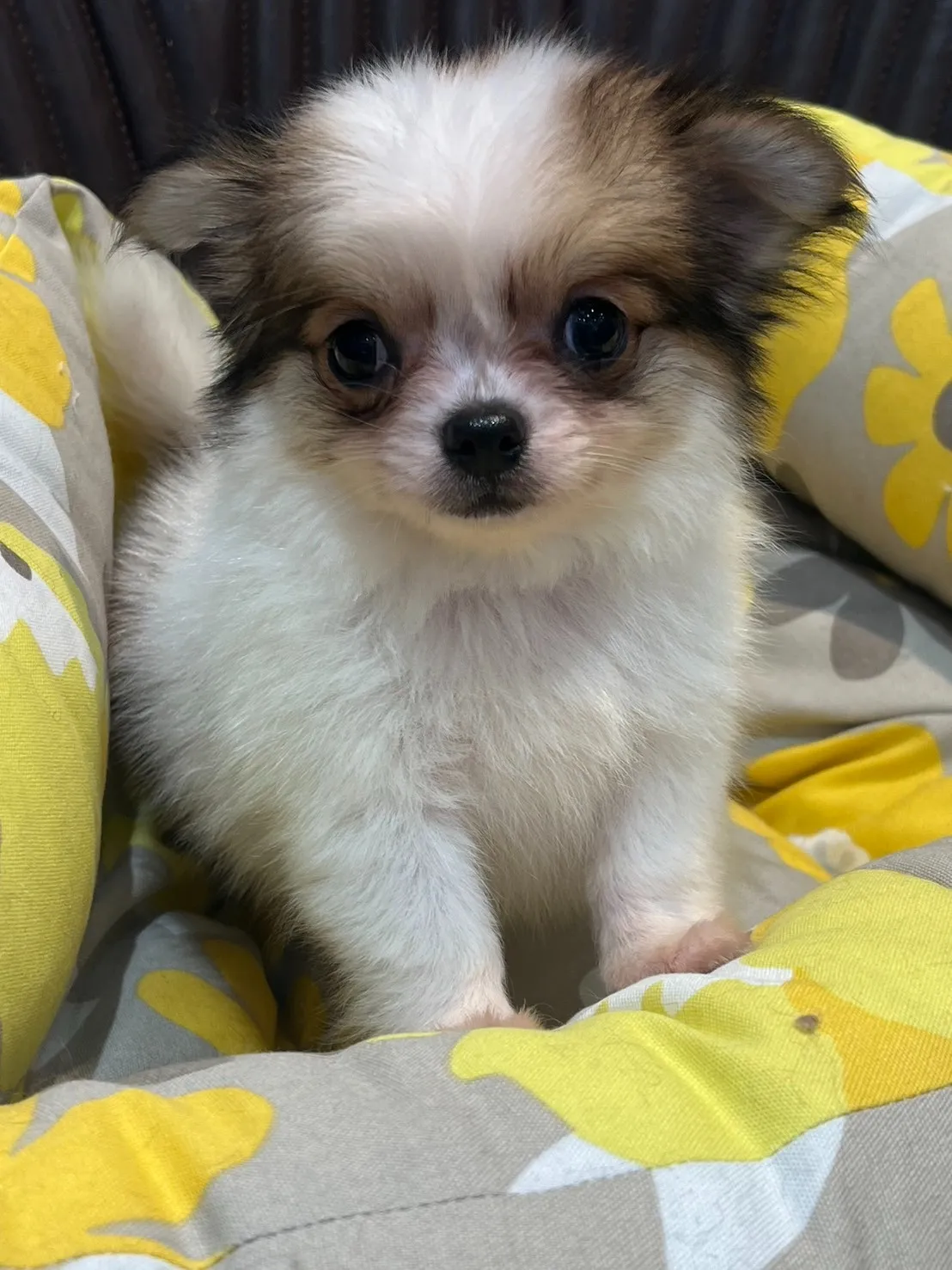 【チワワ】ロングコートチワワ