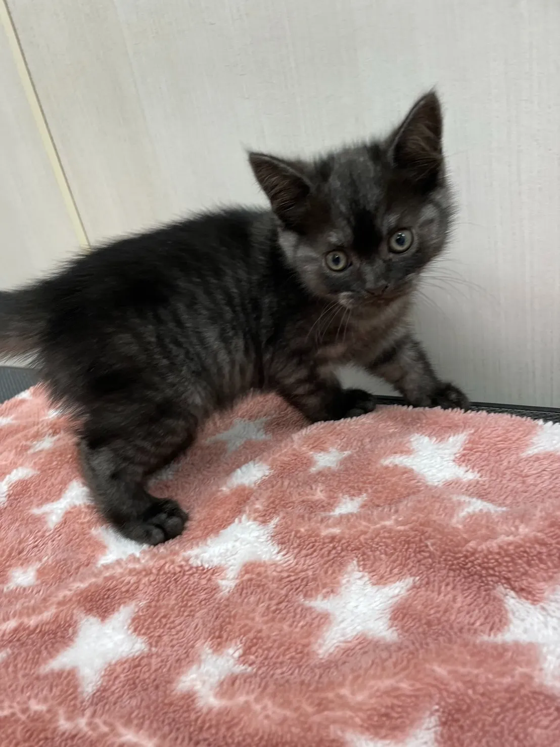 【子猫】ブリティッシュショートヘアー