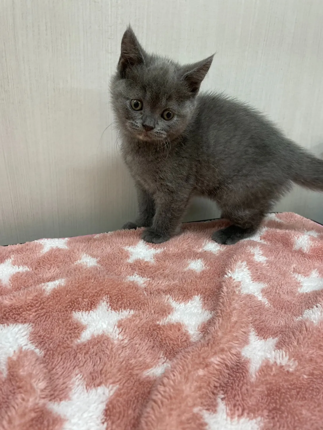 【子猫】ブリティッシュショートヘアー